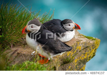 Wild Atlantic puffin seabird in the auk family. 48974137