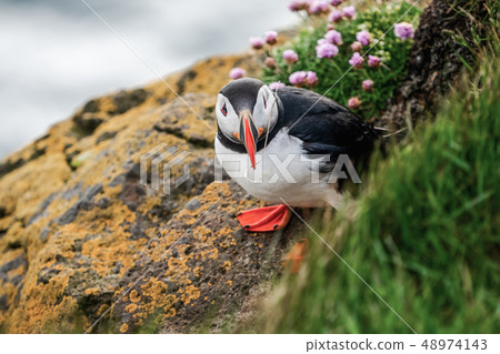 Wild Atlantic puffin seabird in the auk family. 48974143