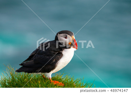 Wild Atlantic puffin seabird in the auk family. Wild Atlantic puffin seabird in the auk family. 48974147