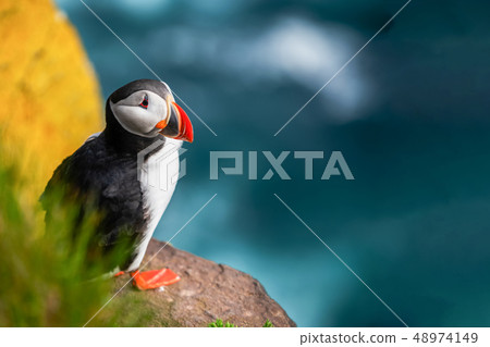 Wild Atlantic puffin seabird in the auk family. 48974149