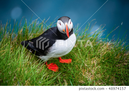 Wild Atlantic puffin seabird in the auk family. 48974157