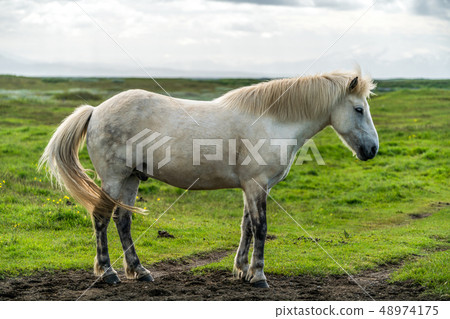 Icelandic horse in scenic nature of Iceland. 48974175