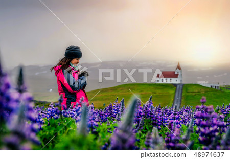 Traveler in Iceland. Church and Lupine Flowers. 48974637