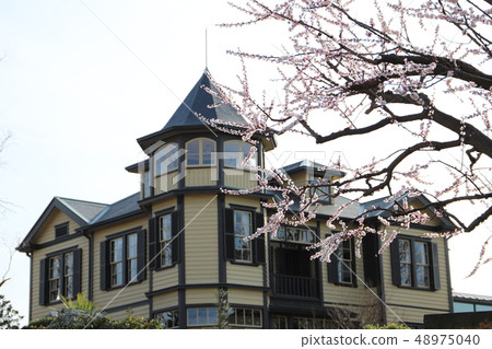 櫻花綻放“外交官之家” 櫻花綻放“外交官之家” 48975040