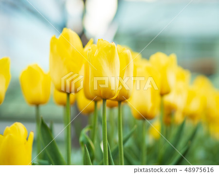黃色鬱金香 48975616