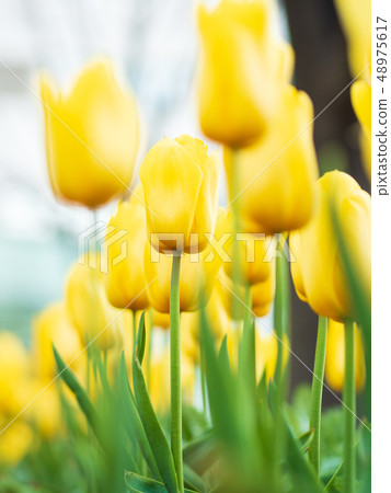 黃色鬱金香 黃色鬱金香 48975617