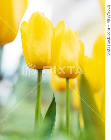 黃色鬱金香 黃色鬱金香 48975618