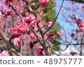 Plum blossoms pink Plum blossoms pink 48975777