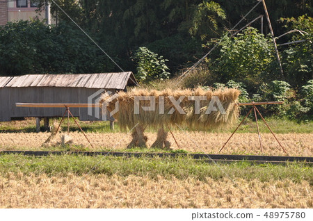 After harvesting After harvesting 48975780