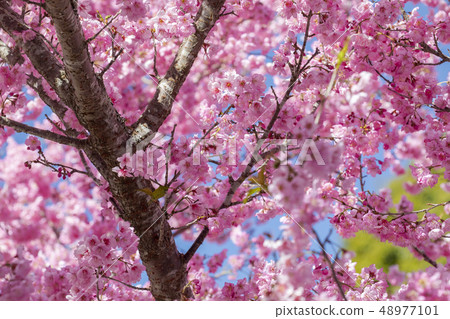 櫻花季節，櫻花，櫻花，櫻花，櫻花季節，櫻花，賞櫻花 48977101