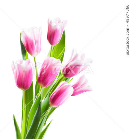 Pink Tulip Flowers Isolated 48977366