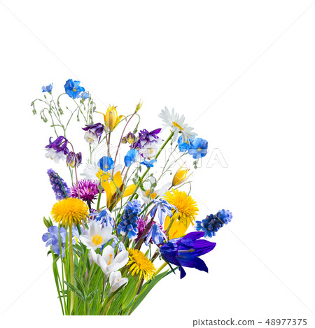 Different Wild Flowers Isolated 48977375