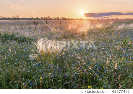Grass and flowers in steppe 48977491