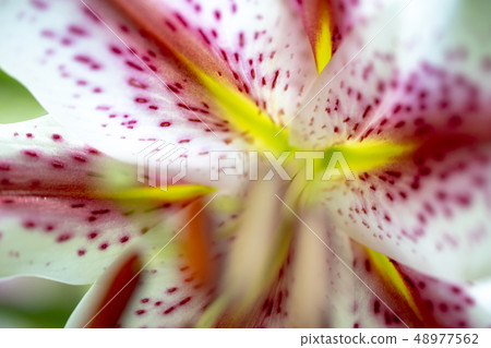 Wild lily  Wild lily 48977562