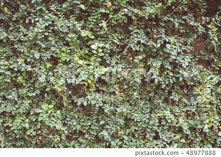 Vintage tone of Green leaf background Vintage tone of Green leaf background 48977888