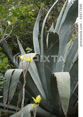 羅斯茄子龍舌蘭花亞熱帶植物蘭花 48977890