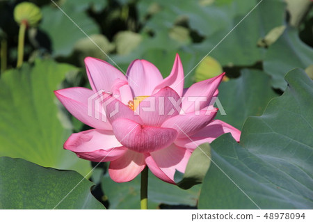 蓮花夏天 48978094