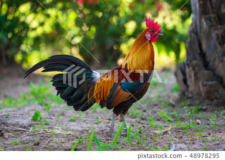 A colorful rooster with red cockscomb. 48978295