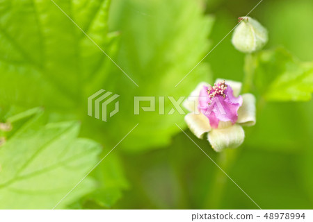 Naeshiro strawberry (Nawashiro strawberry) flower Naeshiro strawberry (Nawashiro strawberry) flower 48978994