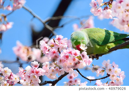 Parrot and Okan Sakura (Aji Sakura) (N) Parrot and Okan Sakura (Aji Sakura) (N) 48979026