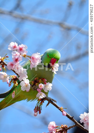 Parrot and Okan Sakura (Aji Sakura) (N) 48979027