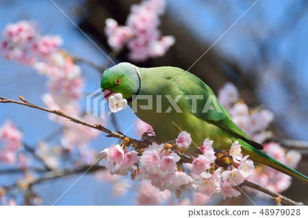 鸚鵡和Okan Sakura（Aji Sakura）（N） 48979028