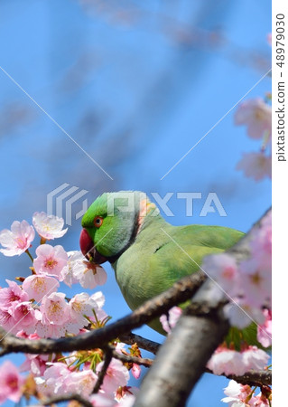 Parrot and Okan Sakura (Aji Sakura) (N) Parrot and Okan Sakura (Aji Sakura) (N) 48979030