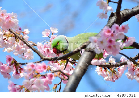 Parrot and Okan Sakura (Aji Sakura) (N) 48979031