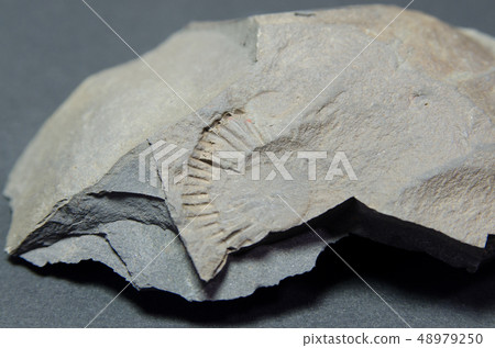 Ammonite 48979250