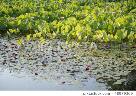蓮花和睡蓮蓮花 蓮花和睡蓮蓮花 48979369