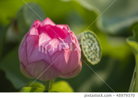 蓮花 蓮花 48979370