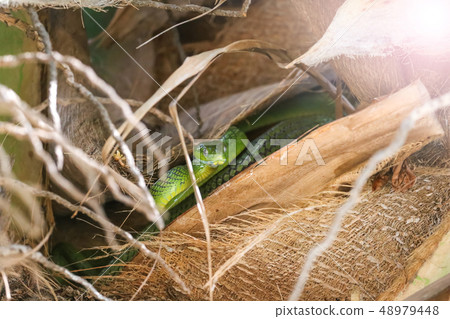 Green Cat Snake hides in coconut trees. Green Cat Snake hides in coconut trees. 48979448