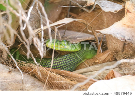Green Cat Snake hides in coconut trees. Green Cat Snake hides in coconut trees. 48979449