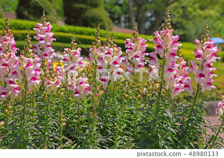 股票庫存 48980133