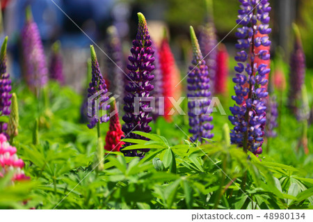 盧平的小組 48980134