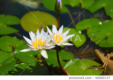 兩個盛開的百合花 48980137