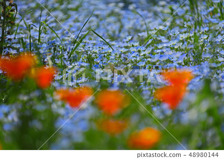 一群Nemophila 48980144