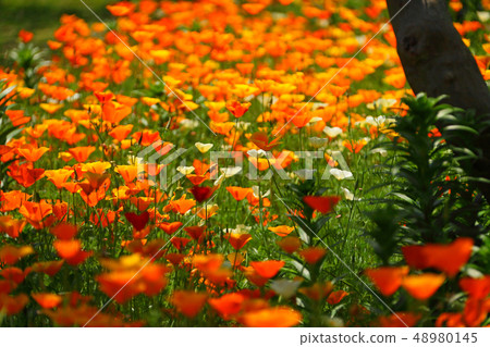 在樹基中擁擠的激素 在樹基中擁擠的激素 48980145