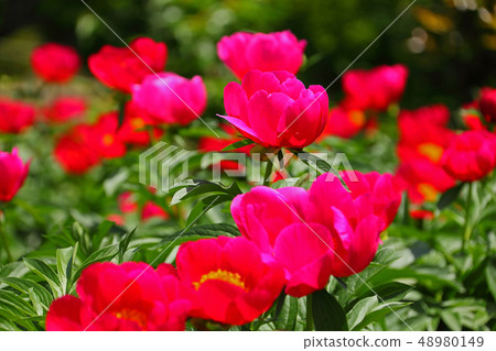 與明亮的紅顏色的牡丹花 48980149
