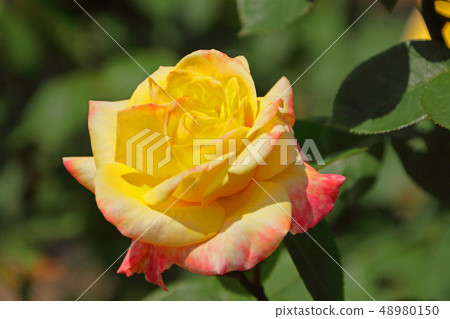 黃色玫瑰花 48980150