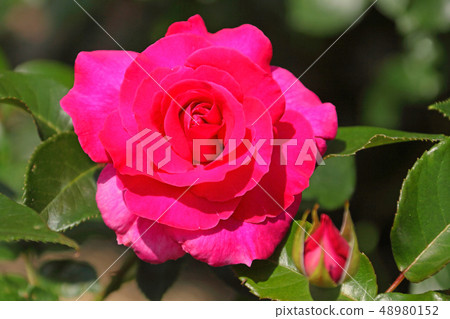 皇家路深粉紅色玫瑰花 48980152