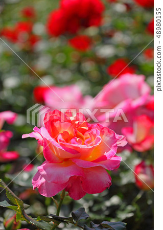 玫瑰花的特點是漂亮的粉紅色 48980155