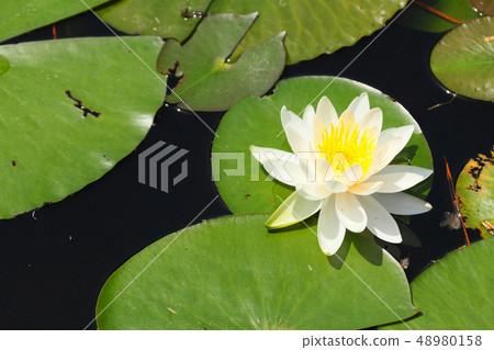 白浪百合花 48980158