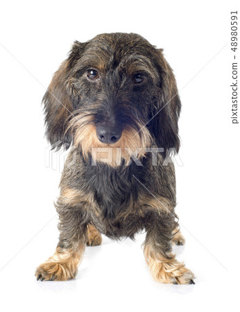 Wire-haired dachshund Wire-haired dachshund 48980591