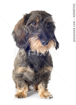 Wire-haired dachshund Wire-haired dachshund 48980592