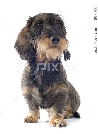 Wire-haired dachshund Wire-haired dachshund 48980593
