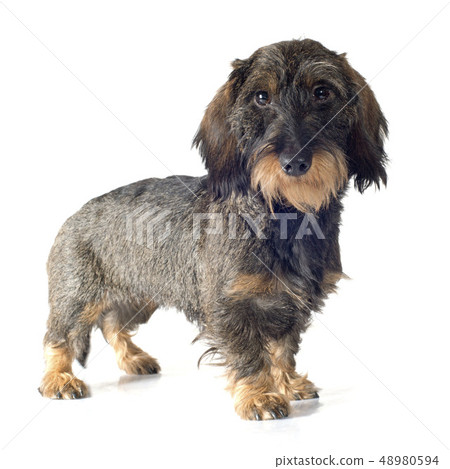 Wire-haired dachshund Wire-haired dachshund 48980594