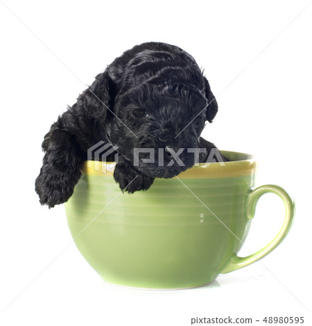 puppy poodle puppy poodle 48980595