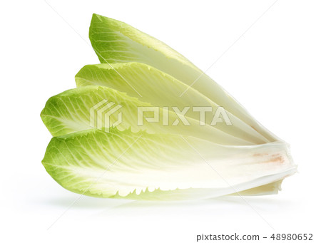 Fresh endive isolated on white 48980652