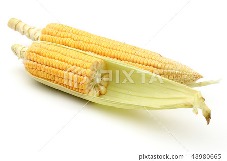 Fresh corn isolated on a white Fresh corn isolated on a white 48980665
